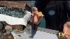 1m Worth Of Gold Silver Coins Recovered From 1715 Spanish Shipwreck