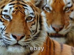 2022 South Korea Tiger! 1 Ounce Pure Silver. 999 Colorized Coin Series