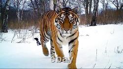 2022 South Korea Tiger! 1 Ounce Pure Silver. 999 Colorized Coin Series