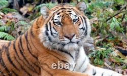 2022 South Korea Tiger! 1 Ounce Pure Silver. 999 Colorized Coin Series