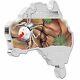 Australia Map Shaped Coin Series 2015 Redback Spider 1 Oz Silver Proof Coin