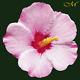 Enchanting Shrub Althea (hibiscus) 2020 1oz Ag. 999 Silver Niue New In Box